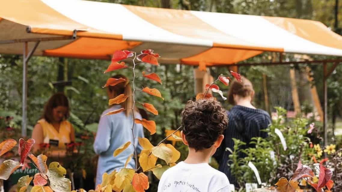 Autumn plant market at Trompenburg Gardens Trompenburg Gardens hosts its autumn plant market on 19 and 20 September 2026, with specialist growers, garden products, food stalls and expert advice.