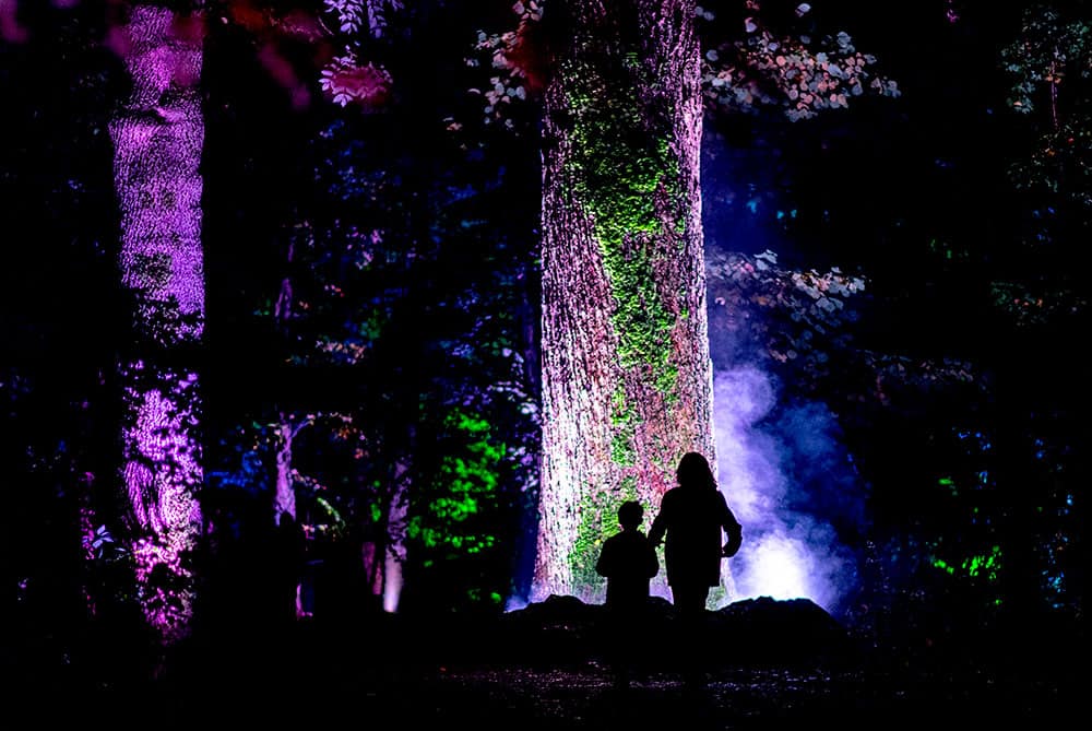 De Grote Schijn Rotterdam 2026: no light show this year Magical forest light show De Grote Schijn in Rotterdam